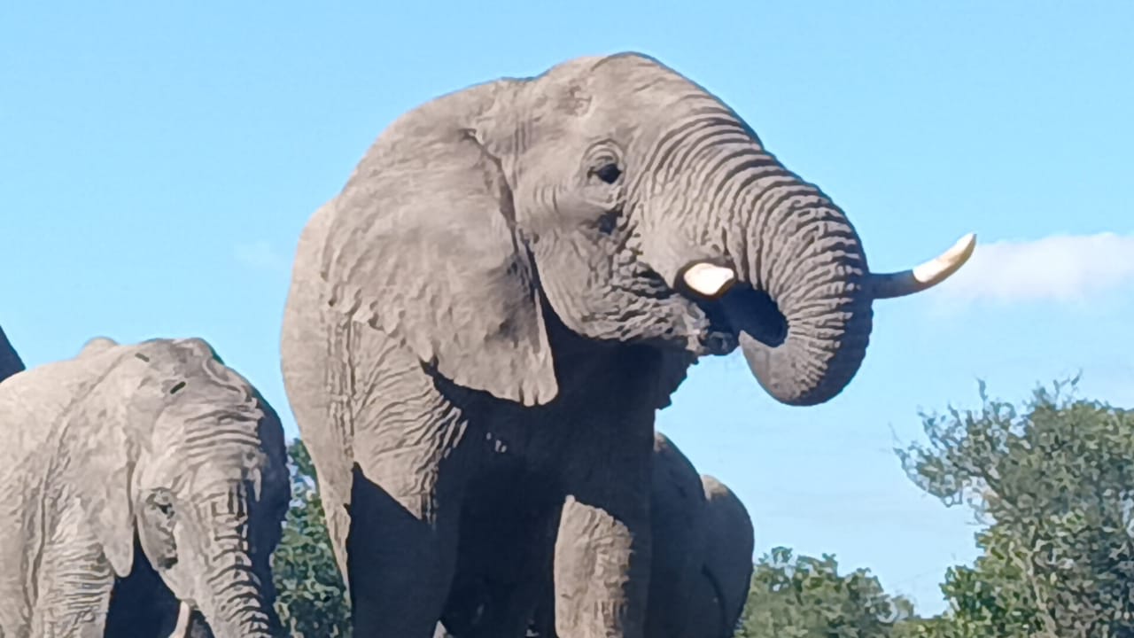 Safari image 2